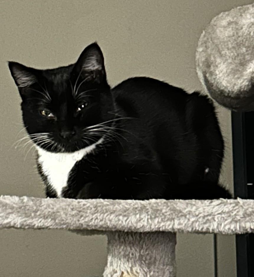 Buttons (with Tux), ADOPTABLE, Young Male Domestic Short Hair.