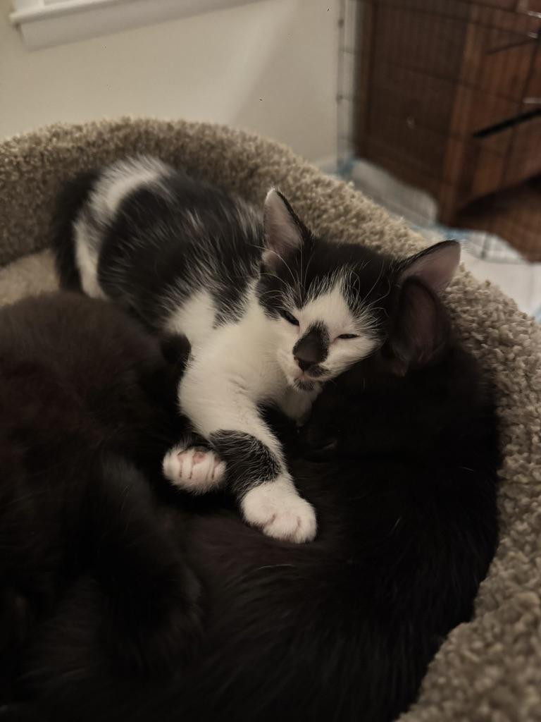 Enlarge Titan, a Adoptable Domestic Short Hair in Stockbridge, GA image 3/5