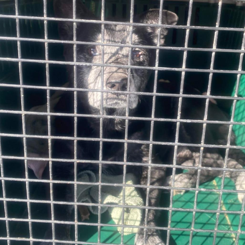 Lester — thumbnail 4