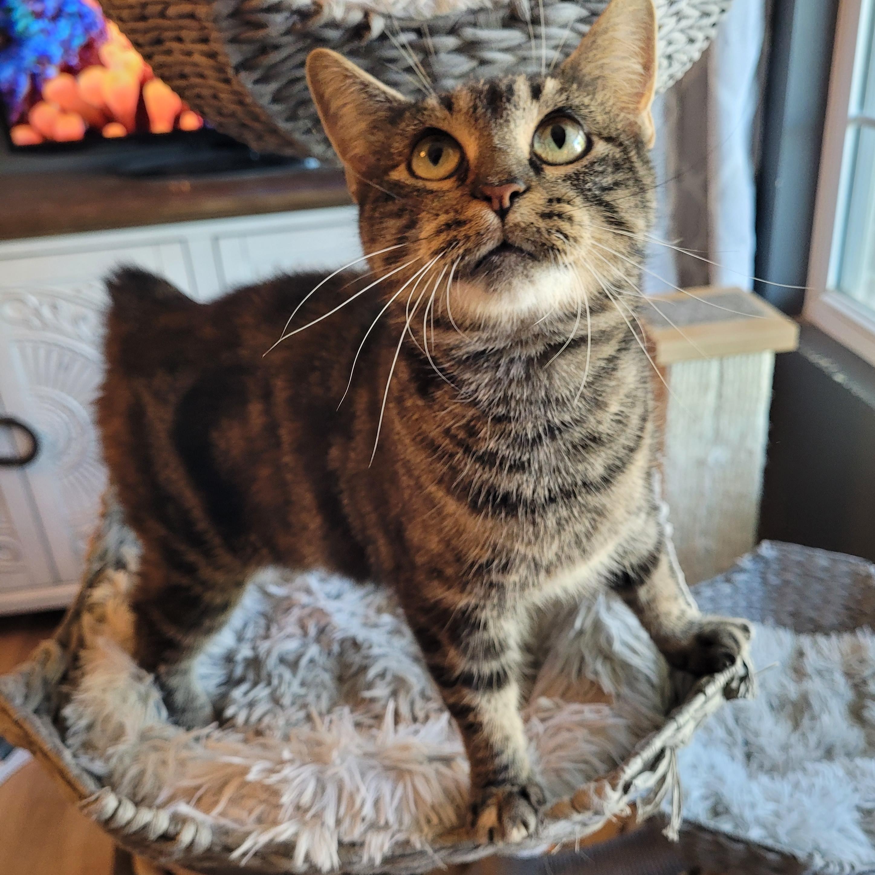 Meeps ( Bobtail ), Adoptable, Adult Female Domestic Short Hair.