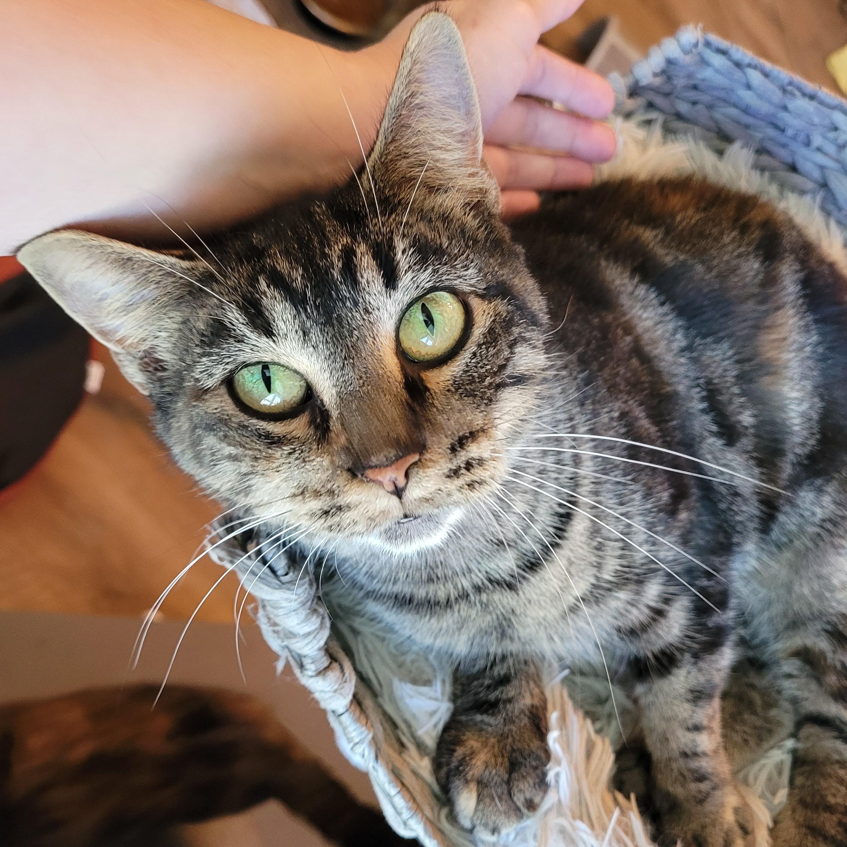 Enlarge Meeps ( Bobtail ), a Adoptable Domestic Short Hair in Indianapolis, IN image 5/6