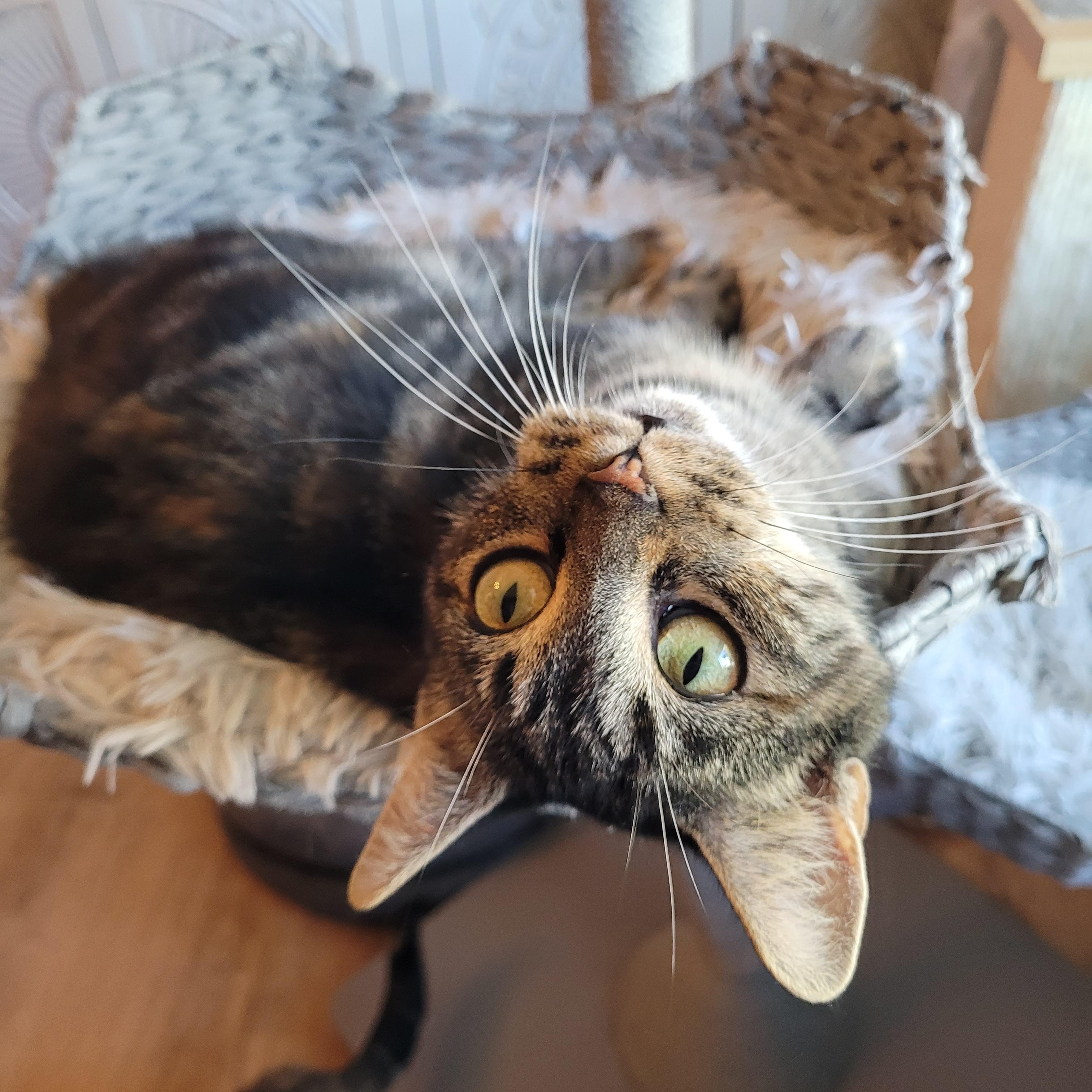 Enlarge Meeps ( Bobtail ), a Adoptable Domestic Short Hair in Indianapolis, IN image 6/6