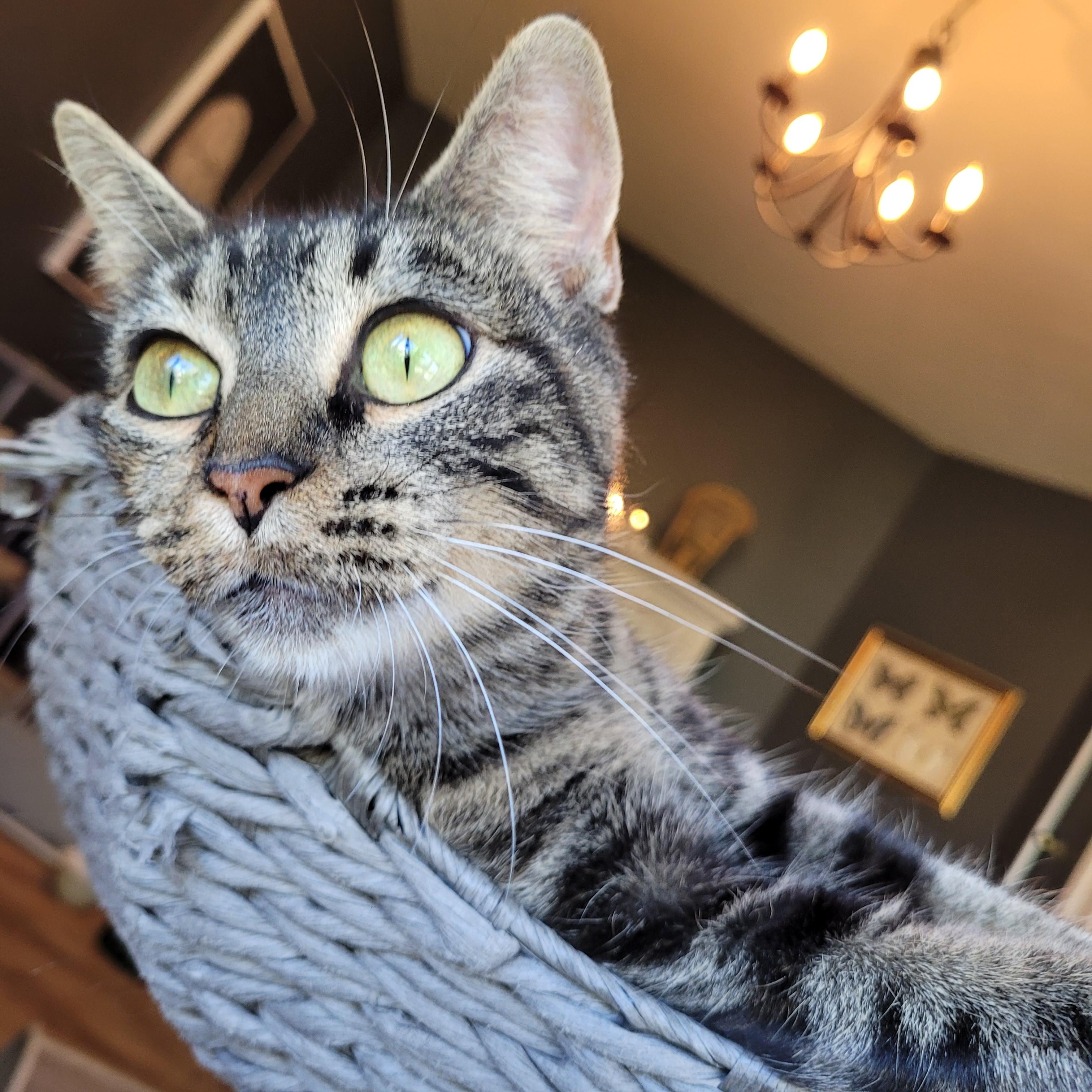 Enlarge Meeps ( Bobtail ), a Adoptable Domestic Short Hair in Indianapolis, IN image 2/6