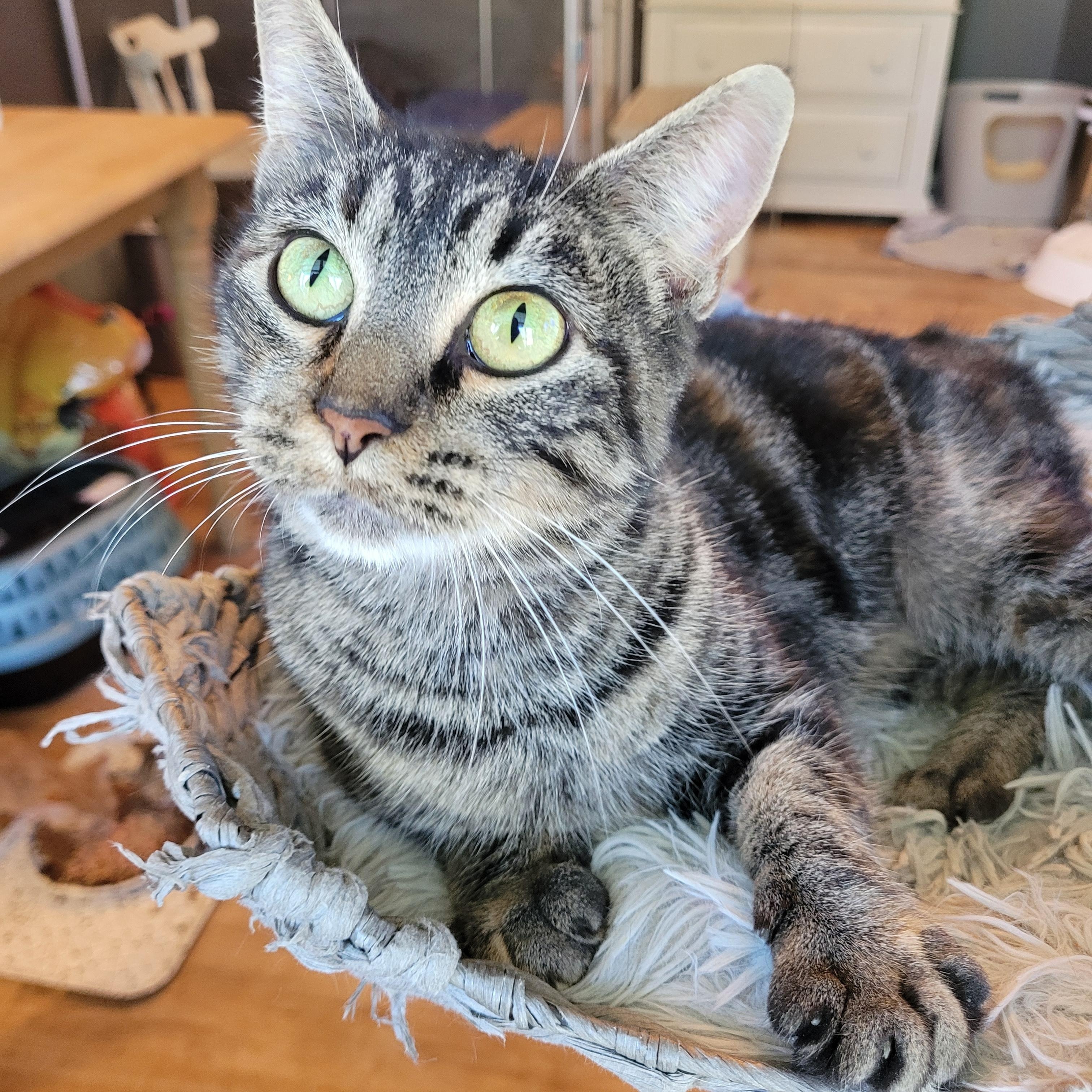 Enlarge Meeps ( Bobtail ), a Adoptable Domestic Short Hair in Indianapolis, IN image 3/6