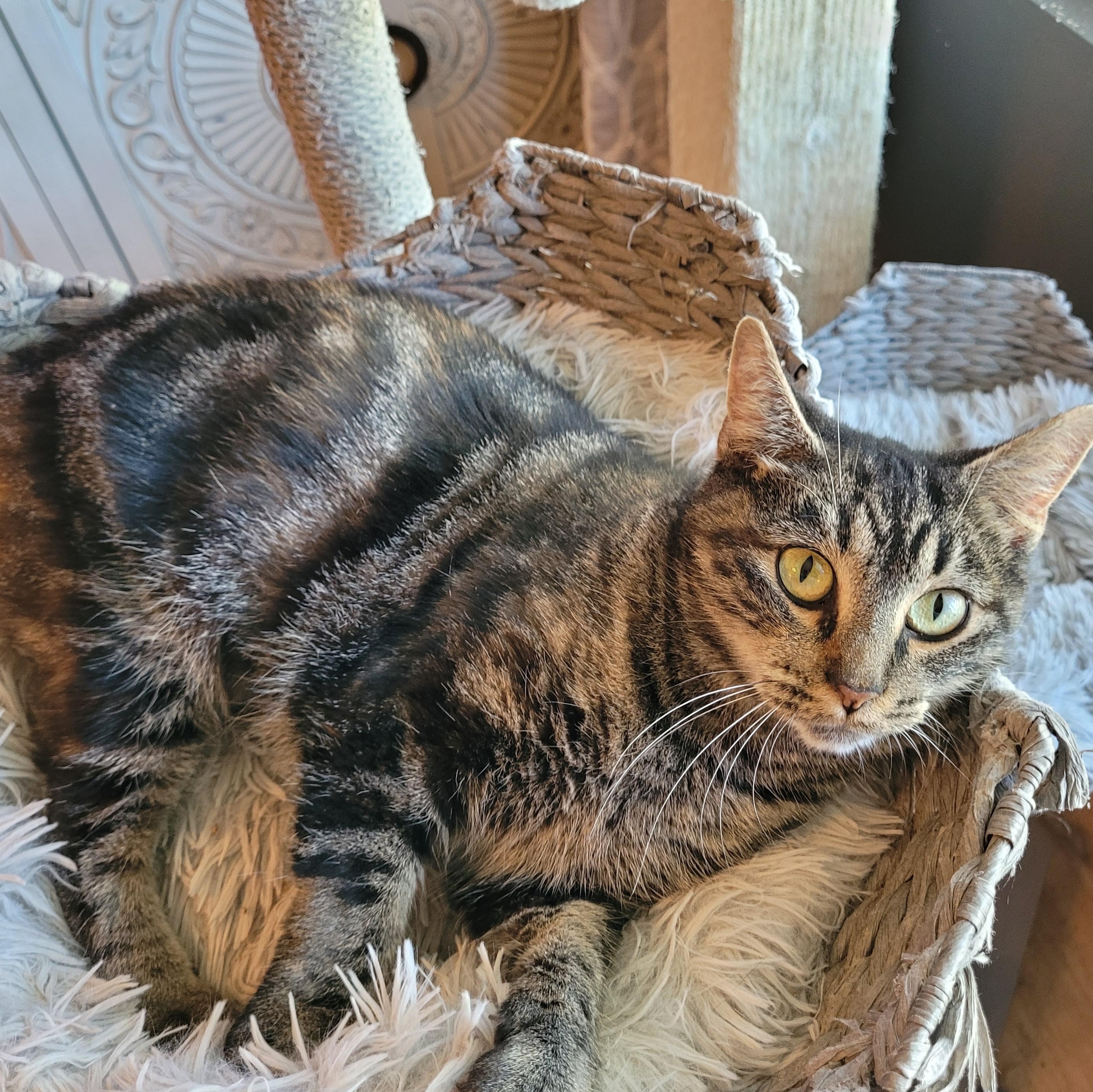 Enlarge Meeps ( Bobtail ), a Adoptable Domestic Short Hair in Indianapolis, IN image 4/6