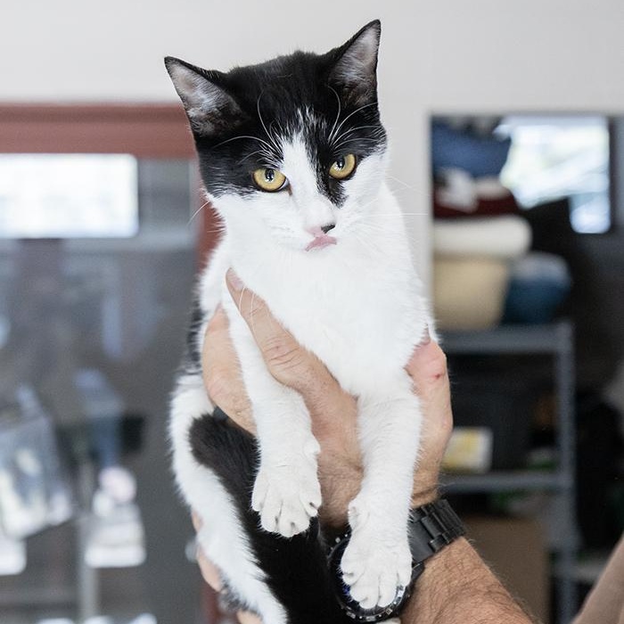 Enlarge Clara, a ADOPTABLE Domestic Short Hair in Slidell, LA image 2/2