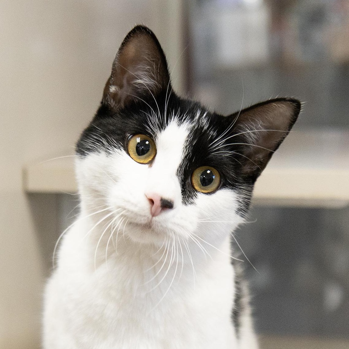 Enlarge Clara, a ADOPTABLE Domestic Short Hair in Slidell, LA image 1/2