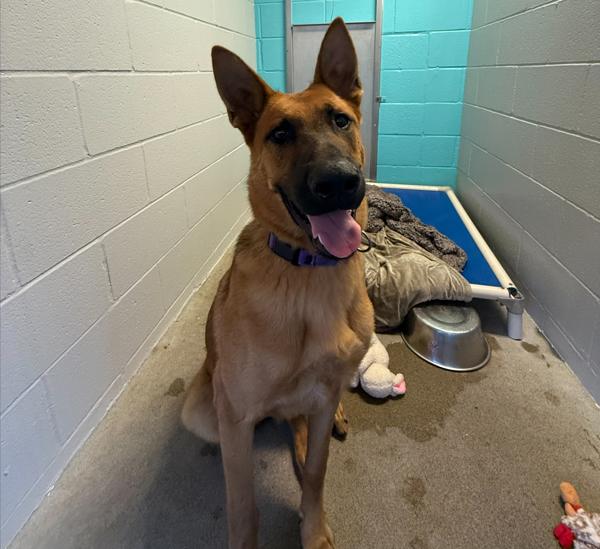 Indigo, Adoptable, Young Male Shepherd.