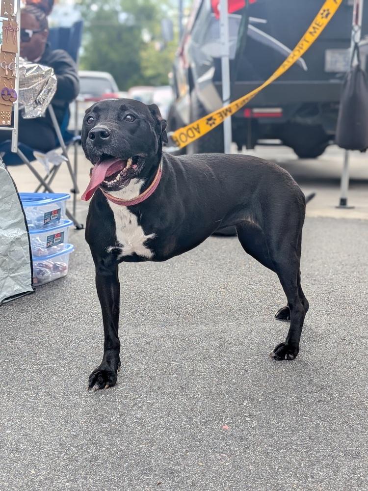 Luna Moon, Adoptable, Young Female American Bully.