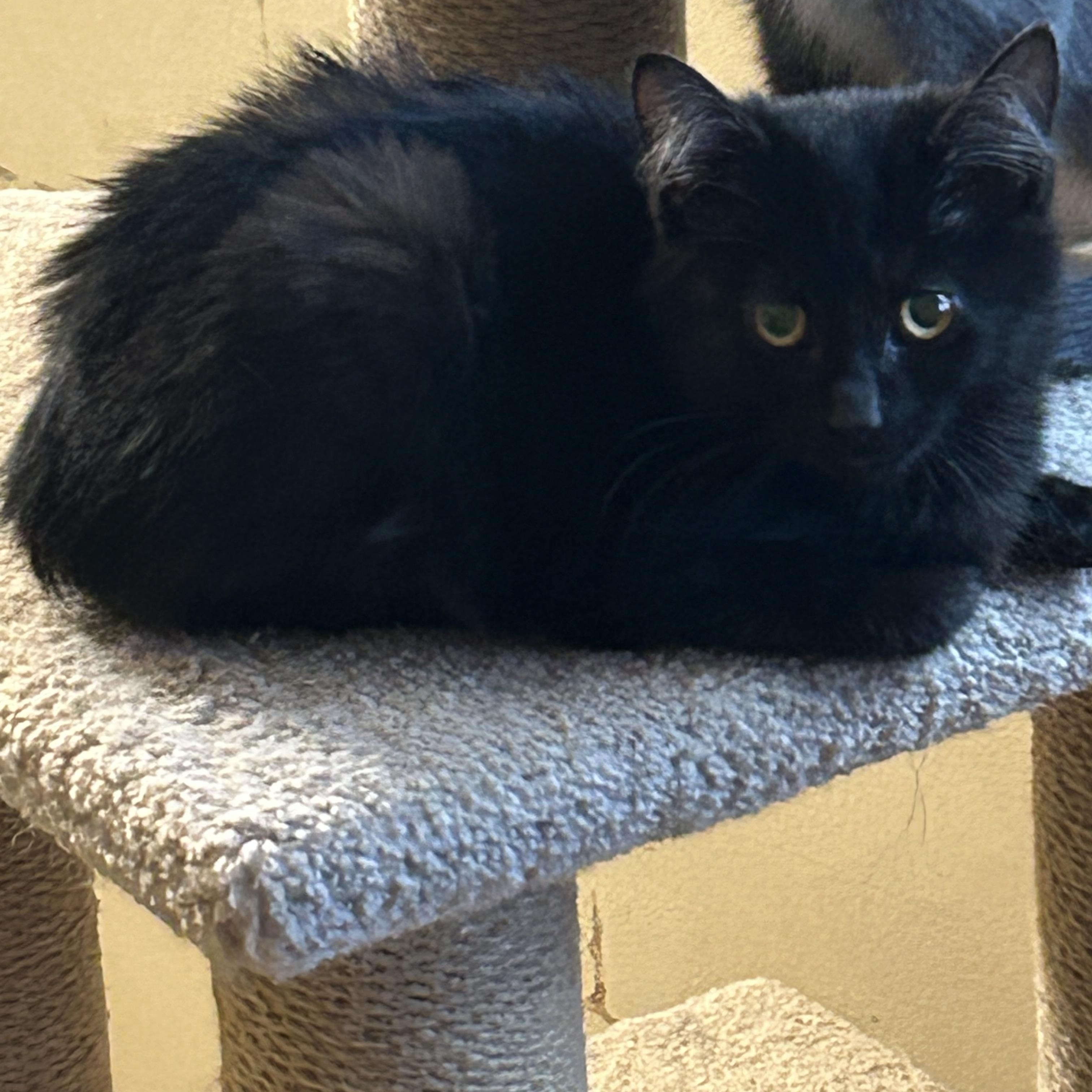 Enlarge Toucan Sam ( golden eyes)(very gentle and sweet), an adopted mixed breed in Macomb, MI image 2/6