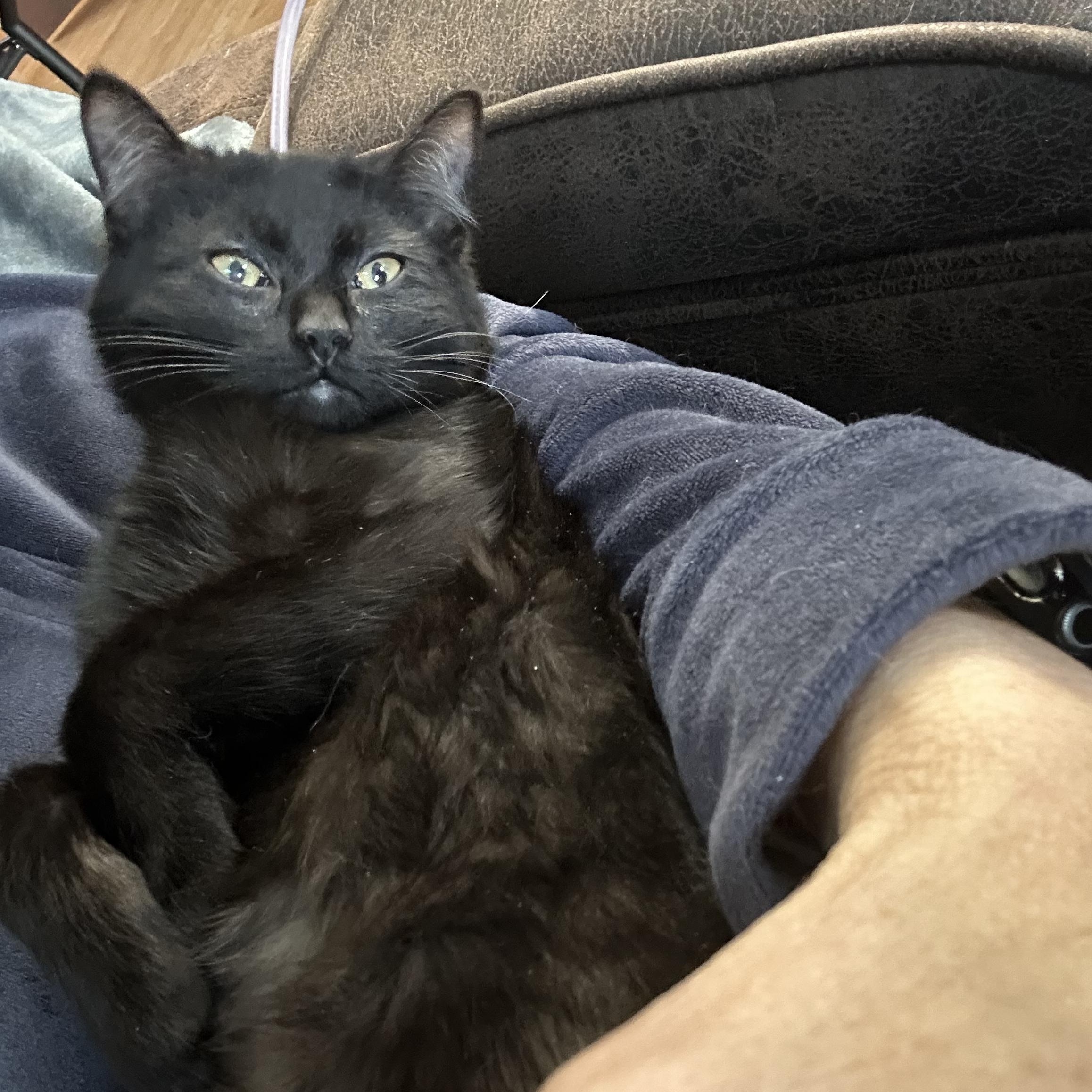 Enlarge Toucan Sam ( golden eyes)(very gentle and sweet), an adopted mixed breed in Macomb, MI image 1/6