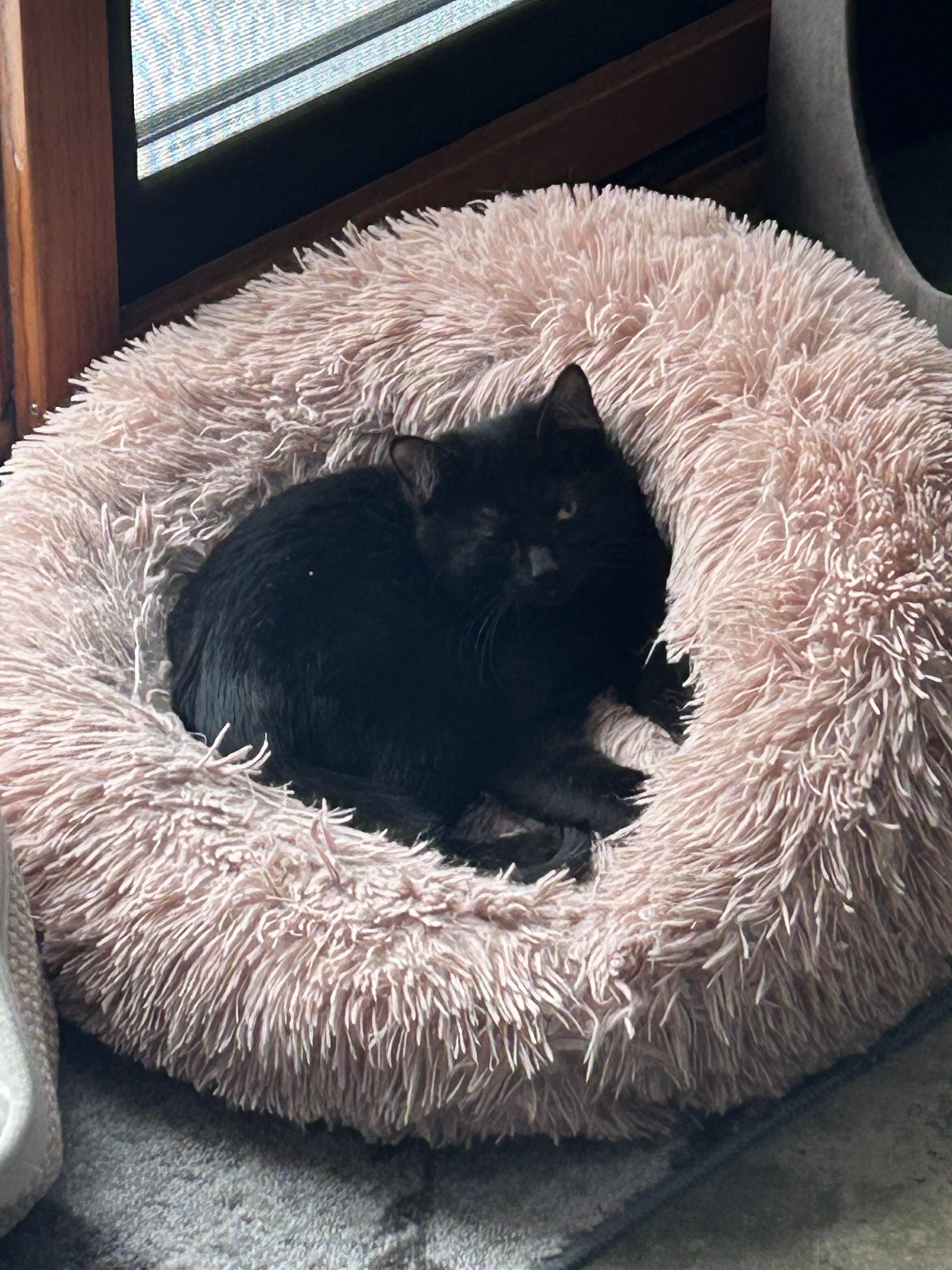 Enlarge Toucan Sam ( golden eyes)(very gentle and sweet), an adopted mixed breed in Macomb, MI image 3/6