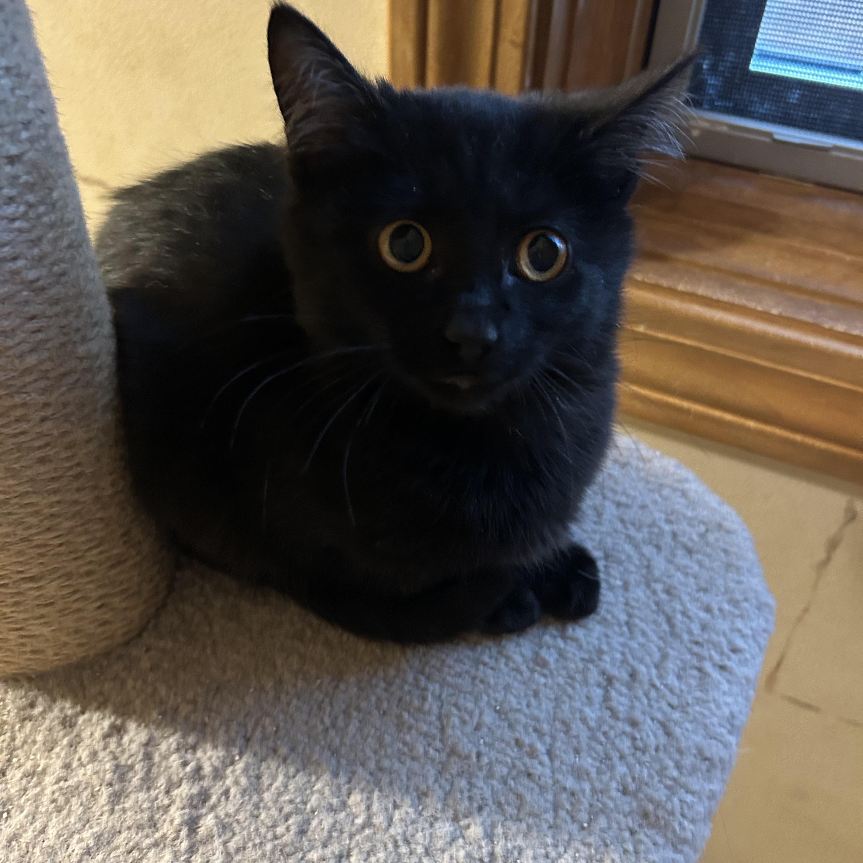 Enlarge Toucan Sam ( golden eyes)(very gentle and sweet), an adopted mixed breed in Macomb, MI image 5/6