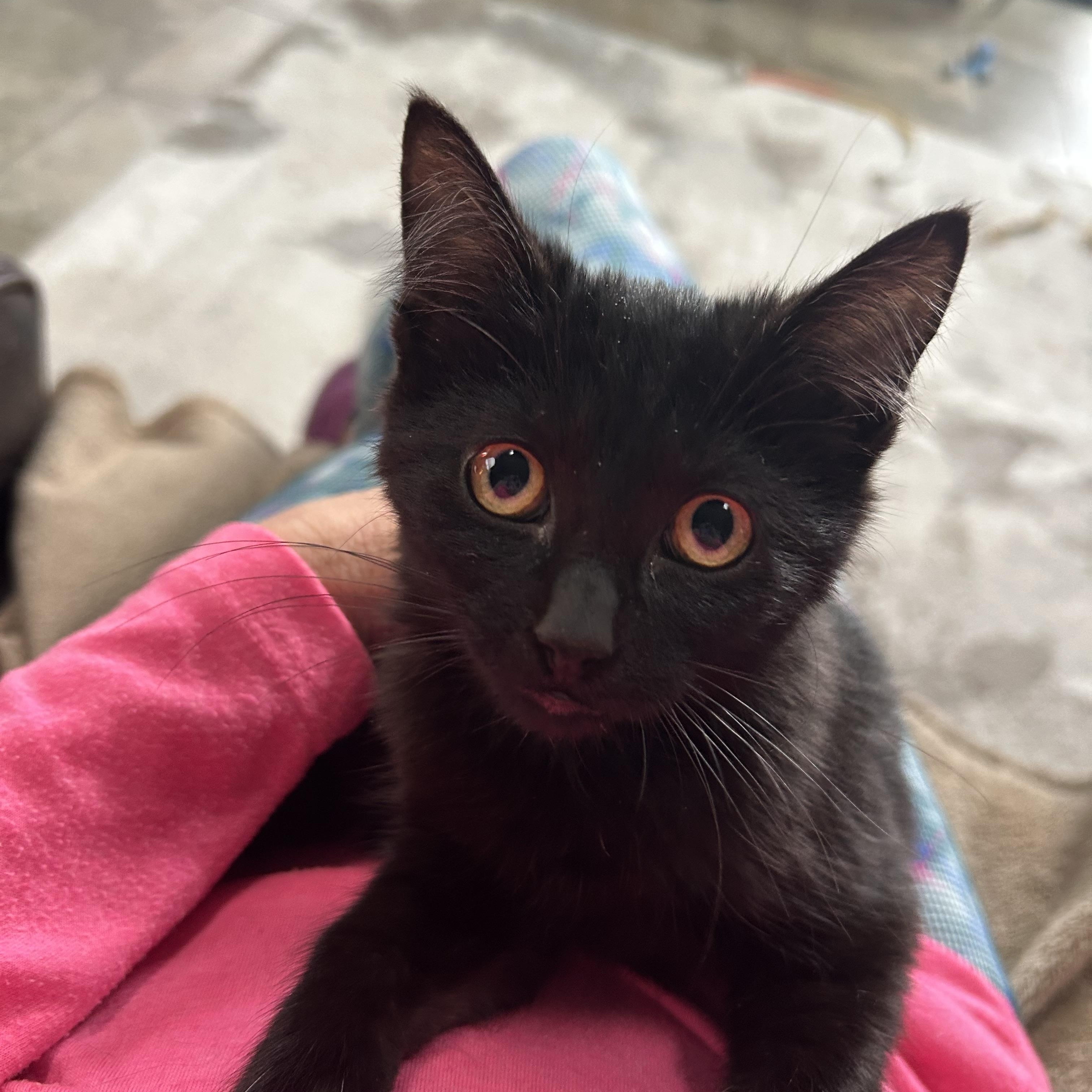 Enlarge Toucan Sam ( golden eyes)(very gentle and sweet), an adopted mixed breed in Macomb, MI image 4/6