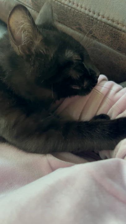 Enlarge Toucan Sam ( golden eyes)(very gentle and sweet), an adopted mixed breed in Macomb, MI video 6/6