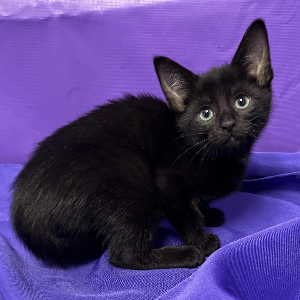 Jelly, Adoptable, Kitten Male Domestic Medium Hair.