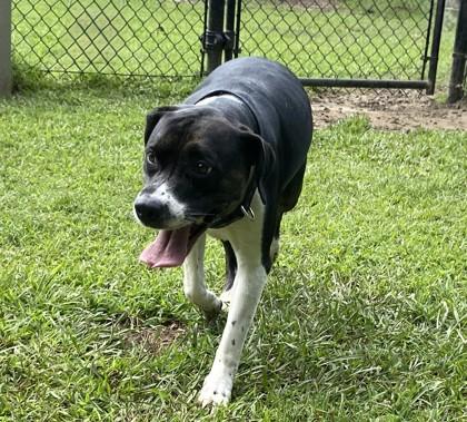 Meme, Adoptable, Adult Female Labrador Retriever & Mixed Breed.