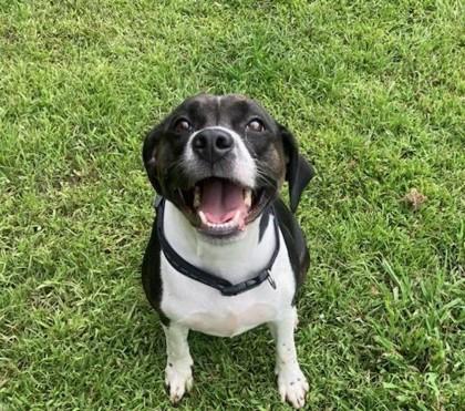 Enlarge Meme, a Adoptable mixed breed in Conway, SC image 2/3