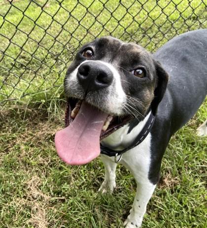 Enlarge Meme, a Adoptable mixed breed in Conway, SC image 3/3