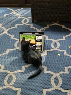 Marigolds, a Adopted Domestic Short Hair in Alpharetta, GA image 1/3