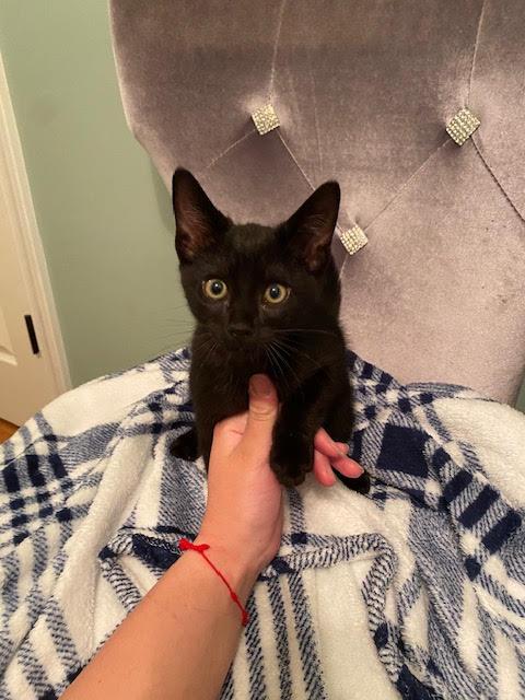 Marigolds, a Adopted Domestic Short Hair in Alpharetta, GA image 2/3