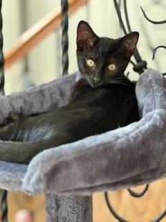 Marigolds, a Adopted Domestic Short Hair in Alpharetta, GA image 3/3