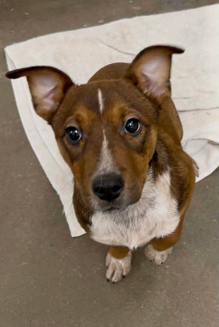 Cinch, adopted, Young Male Australian Cattle Dog / Blue Heeler.