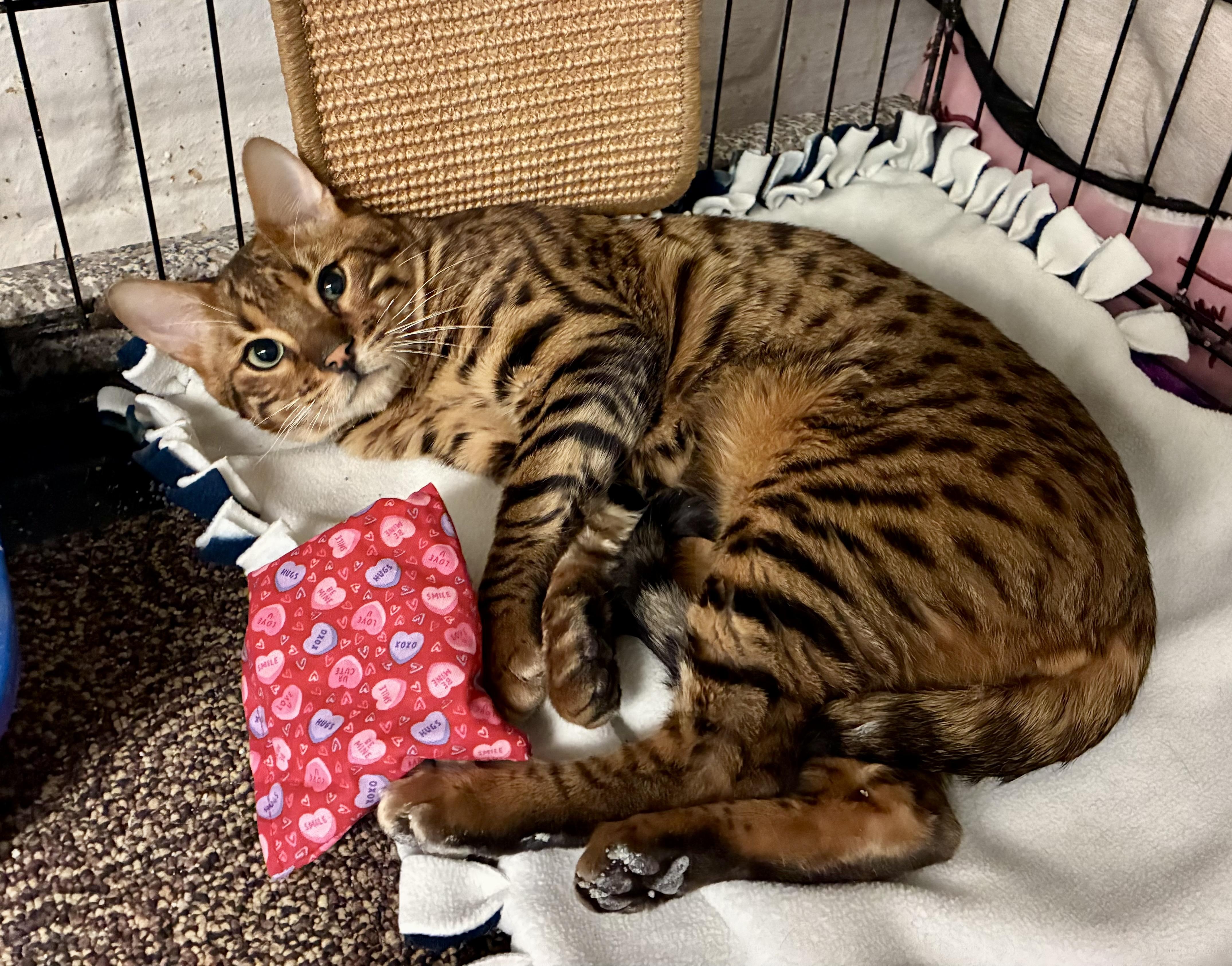 Enlarge Rocco, a ADOPTABLE Bengal in River Edge, NJ image 2/4