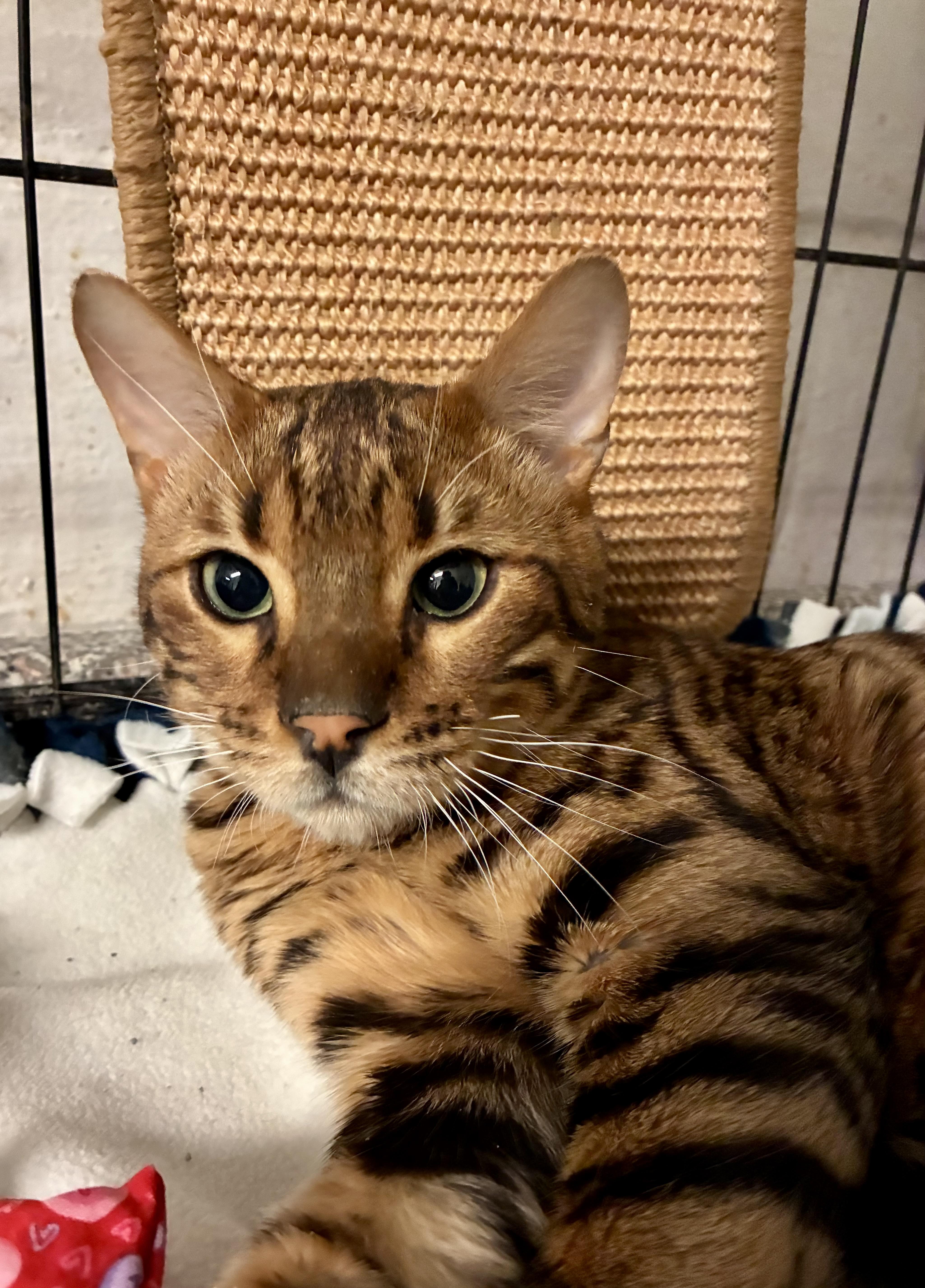 Enlarge Rocco, a ADOPTABLE Bengal in River Edge, NJ image 3/4