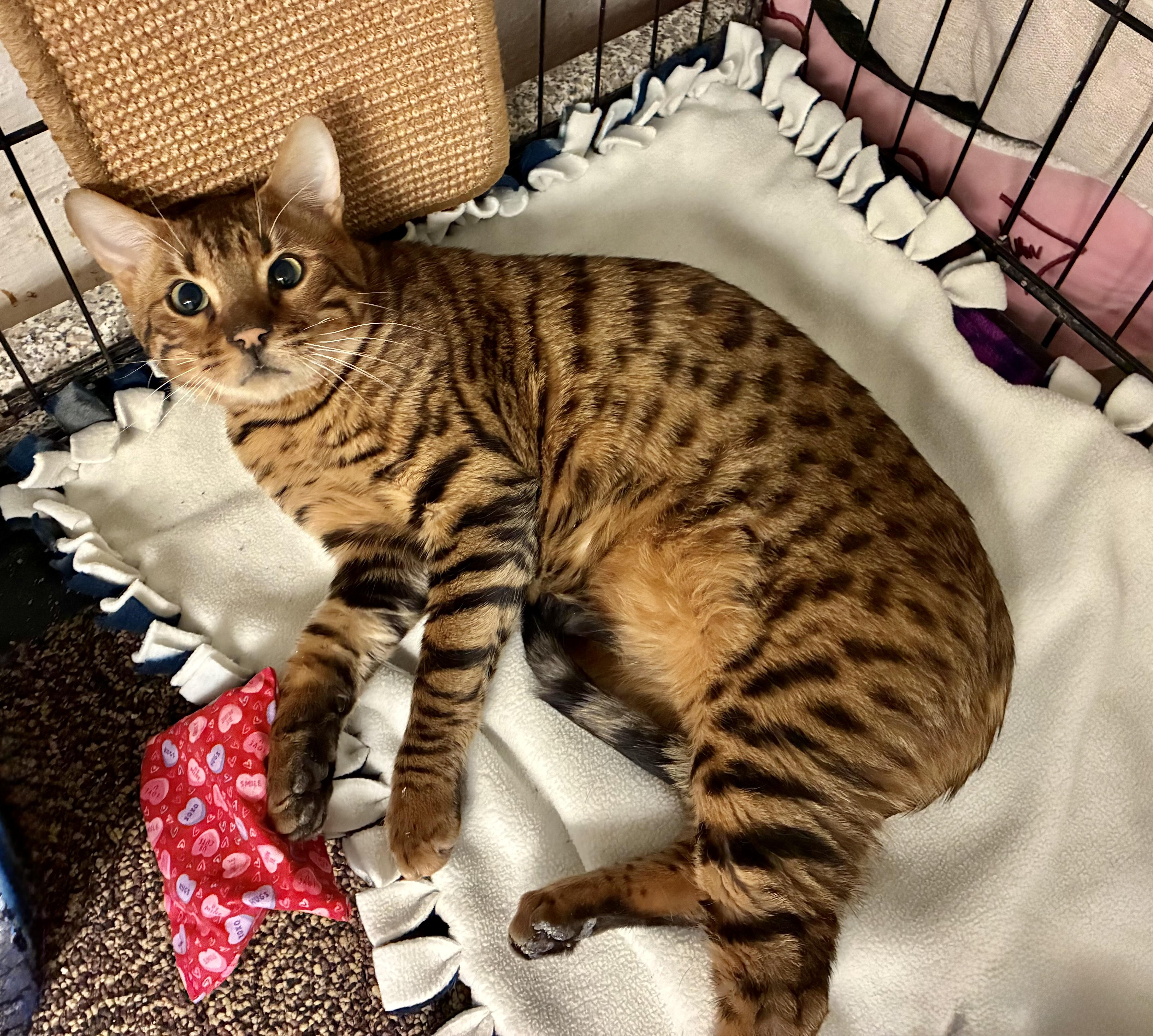 Rocco, ADOPTABLE, Kitten Male Bengal.