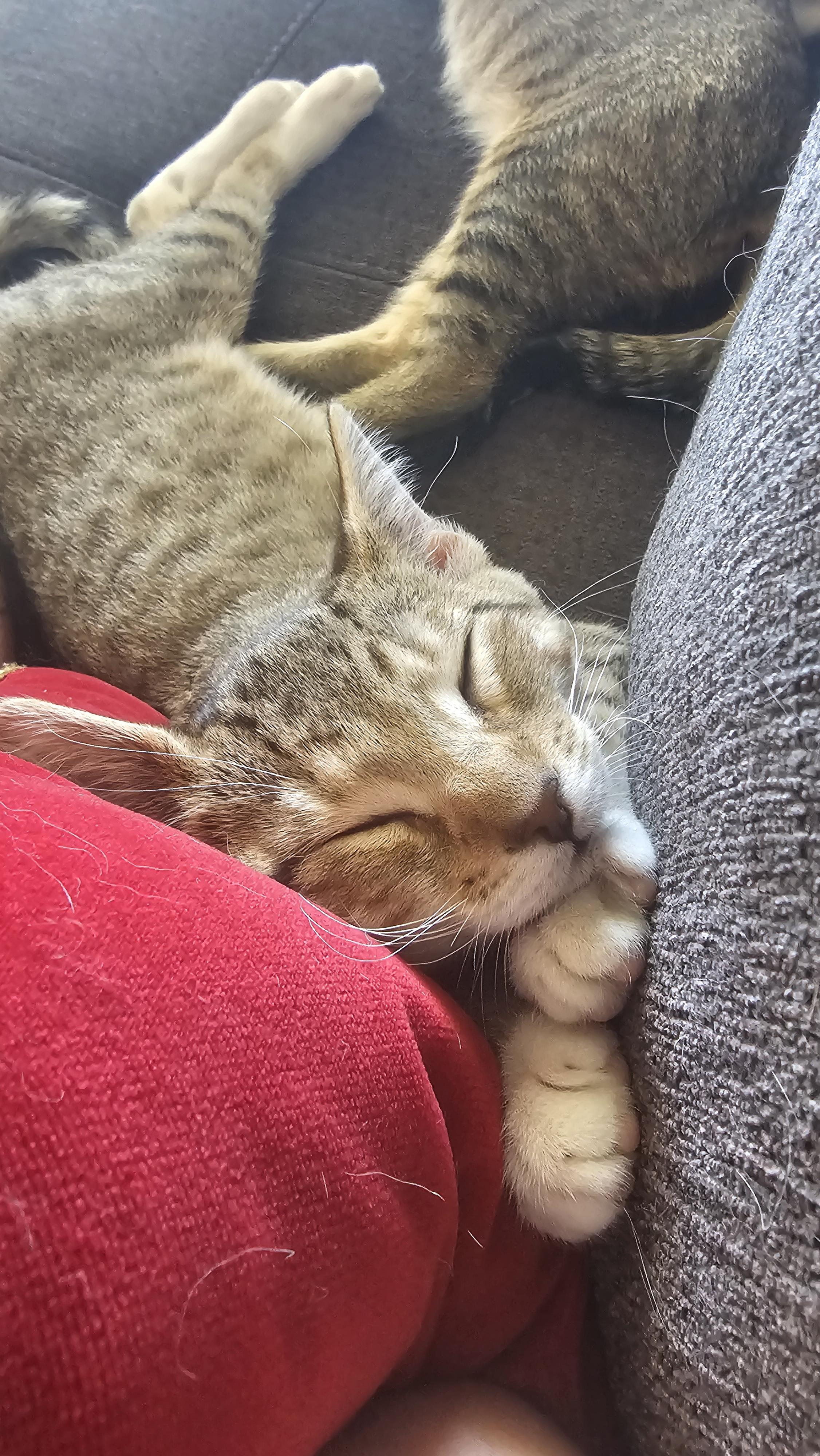 Tawney, a Adoptable Domestic Short Hair in Kennewick, WA image 1/6