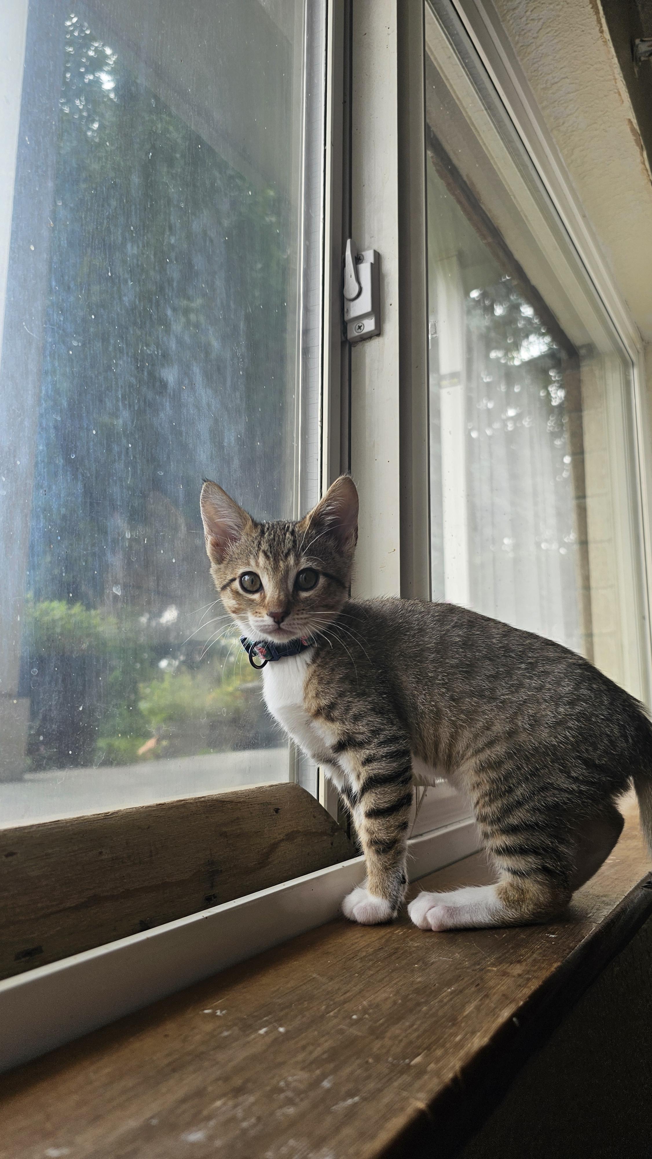 Tawney, a Adoptable Domestic Short Hair in Kennewick, WA image 2/6