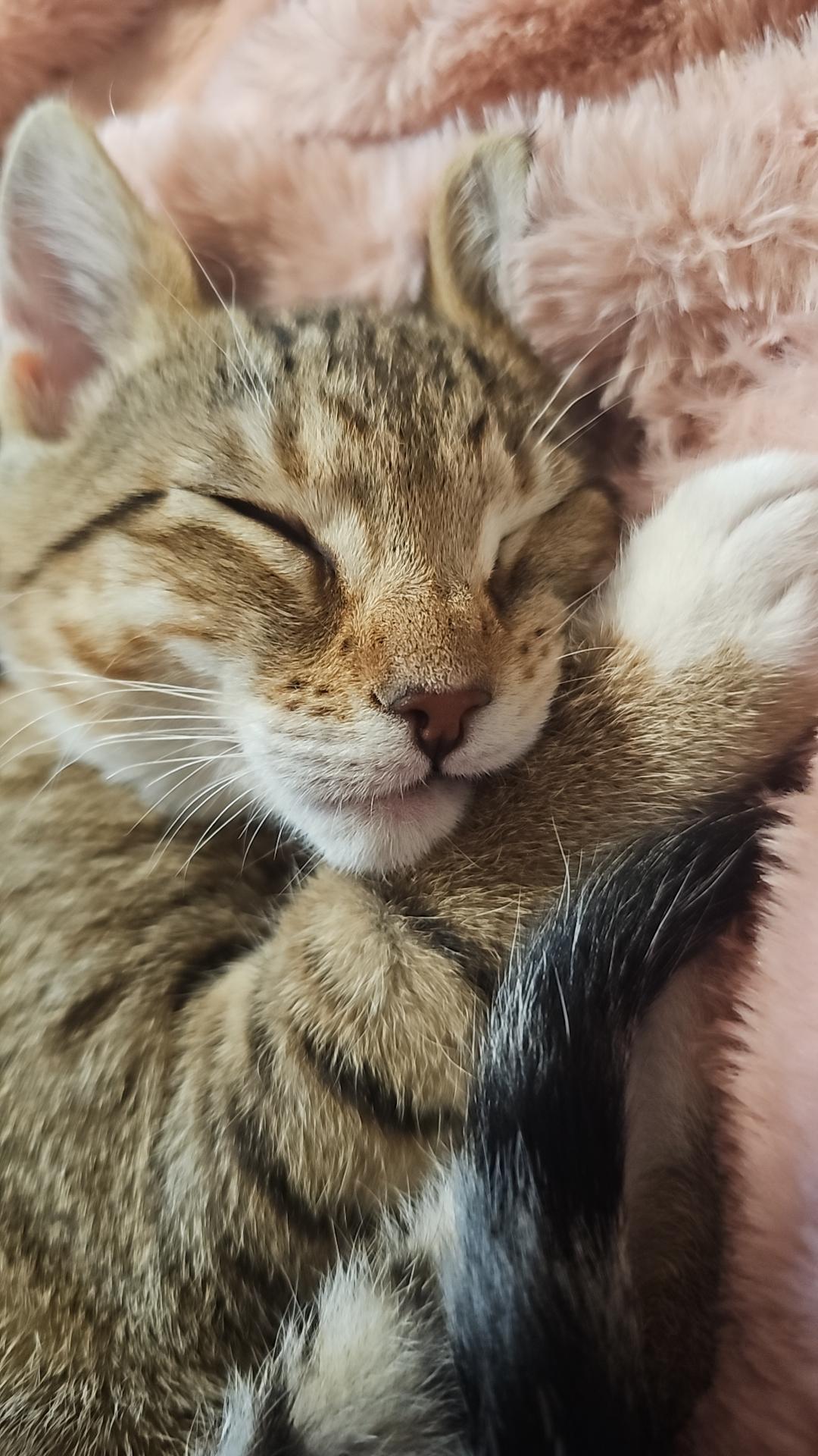 Tawney, a Adoptable Domestic Short Hair in Kennewick, WA image 3/6