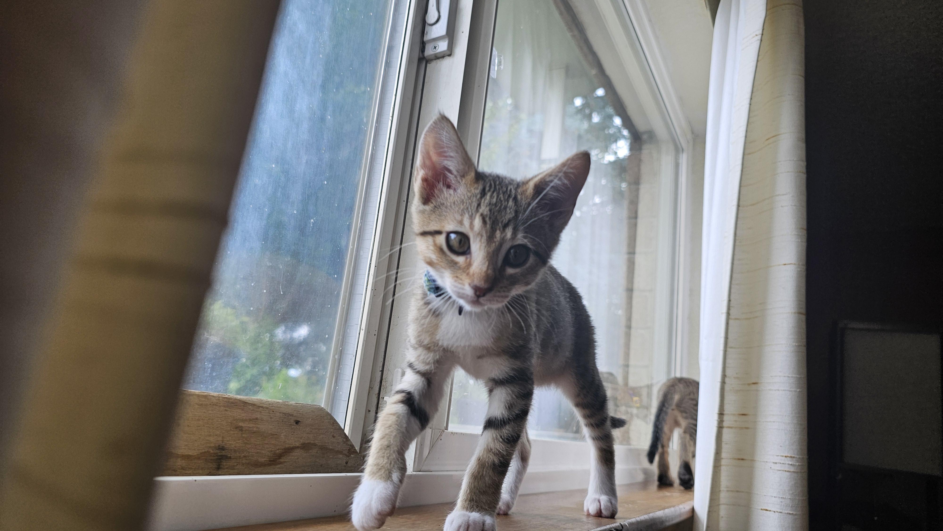 Tawney, a Adoptable Domestic Short Hair in Kennewick, WA image 4/6