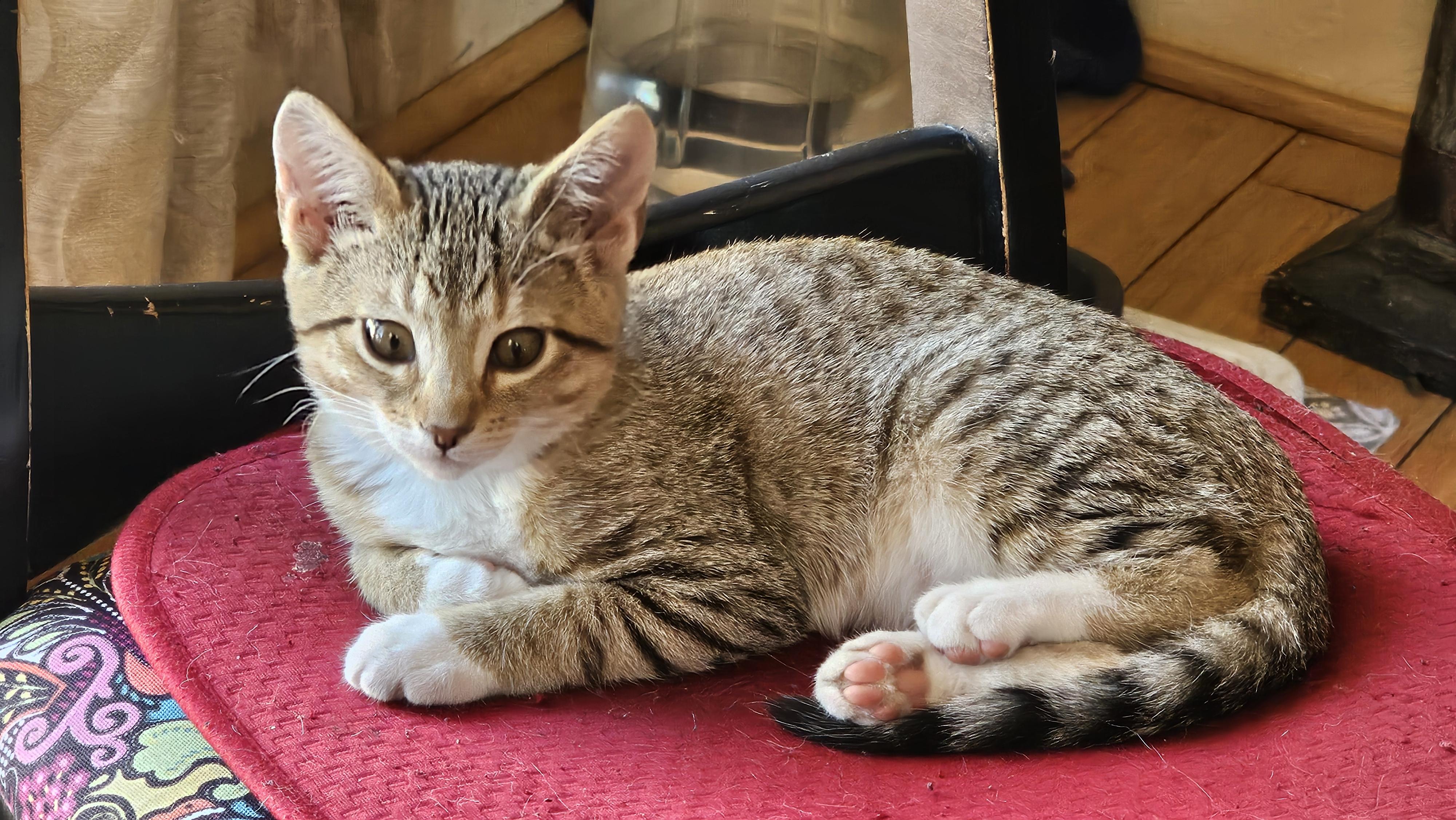 Tawney, a Adoptable Domestic Short Hair in Kennewick, WA image 5/6