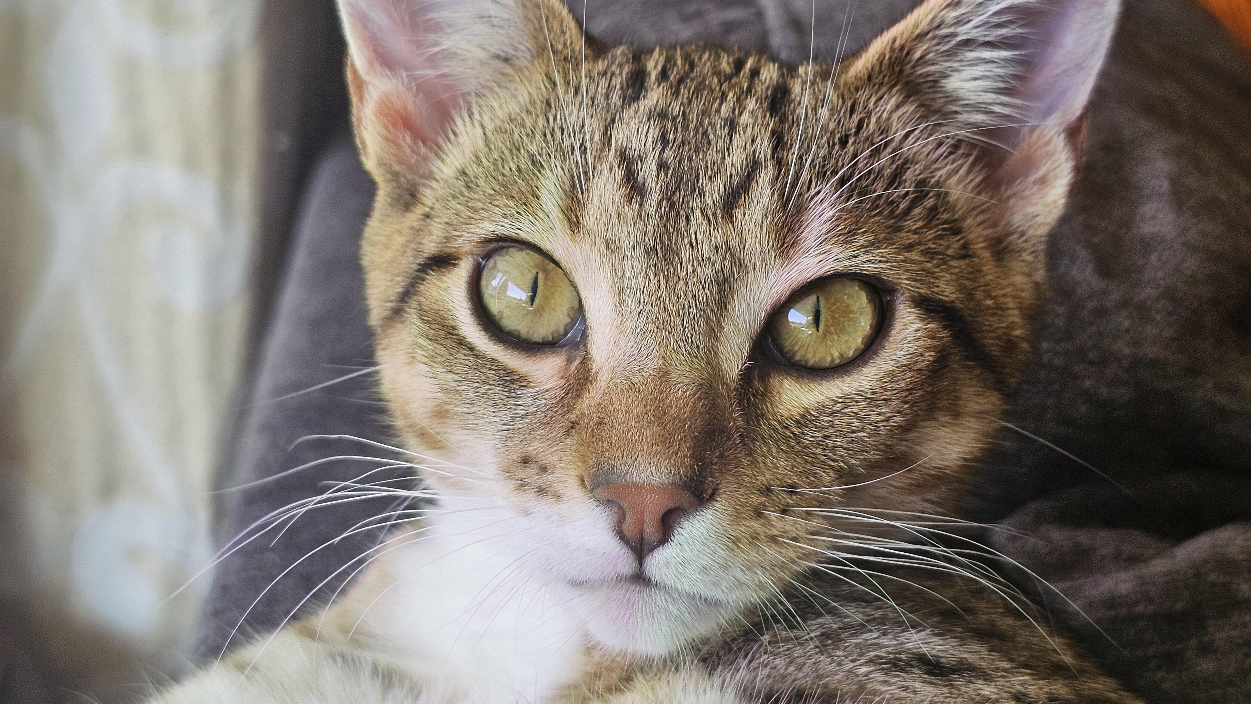 Tawney, a Adoptable Domestic Short Hair in Kennewick, WA image 6/6