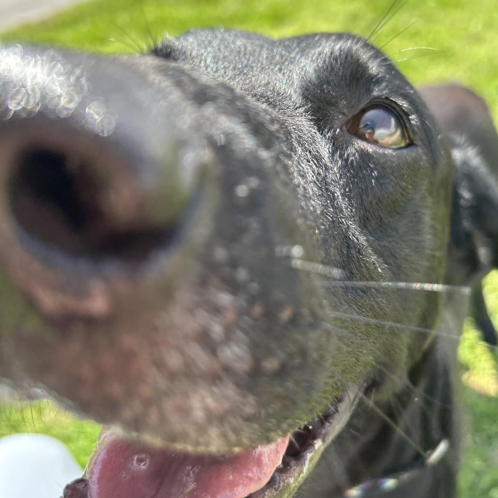 Drew, a Adoptable mixed breed in Springfield, MO image 1/6