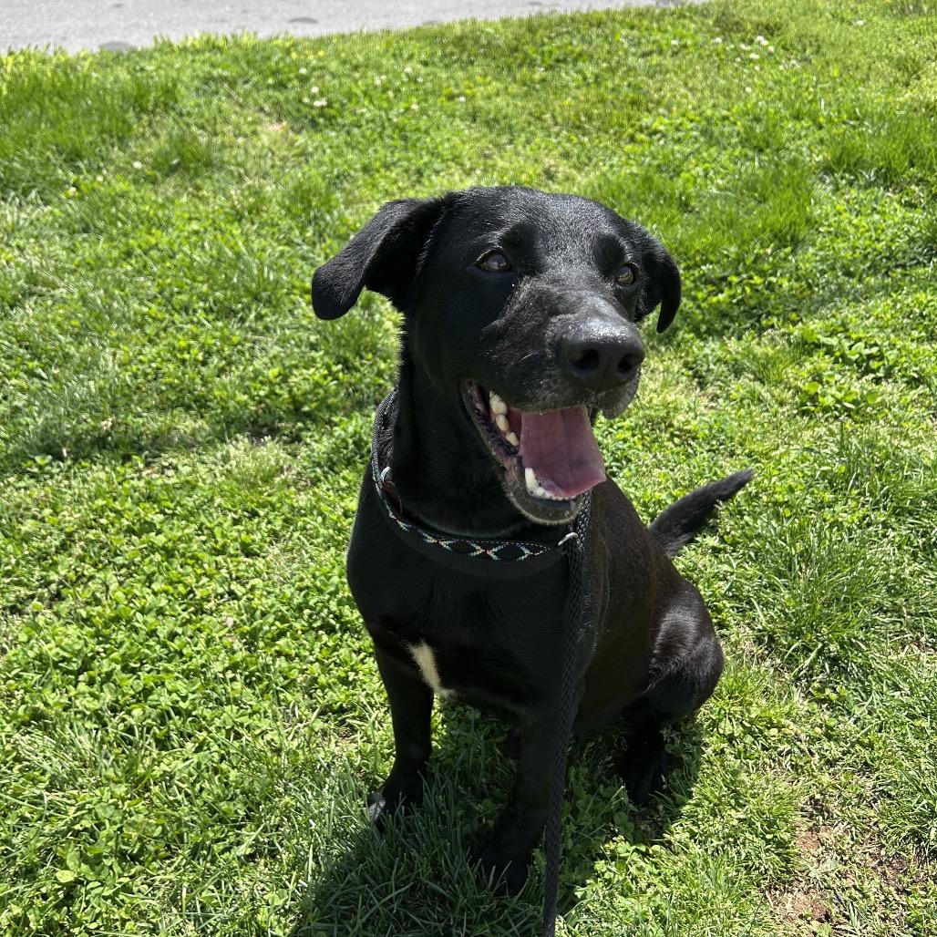 Drew, a Adoptable mixed breed in Springfield, MO image 2/6