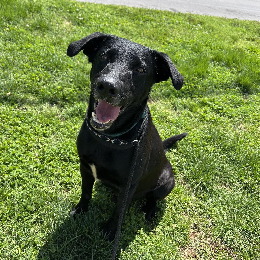 Drew, a Adoptable mixed breed in Springfield, MO image 3/6