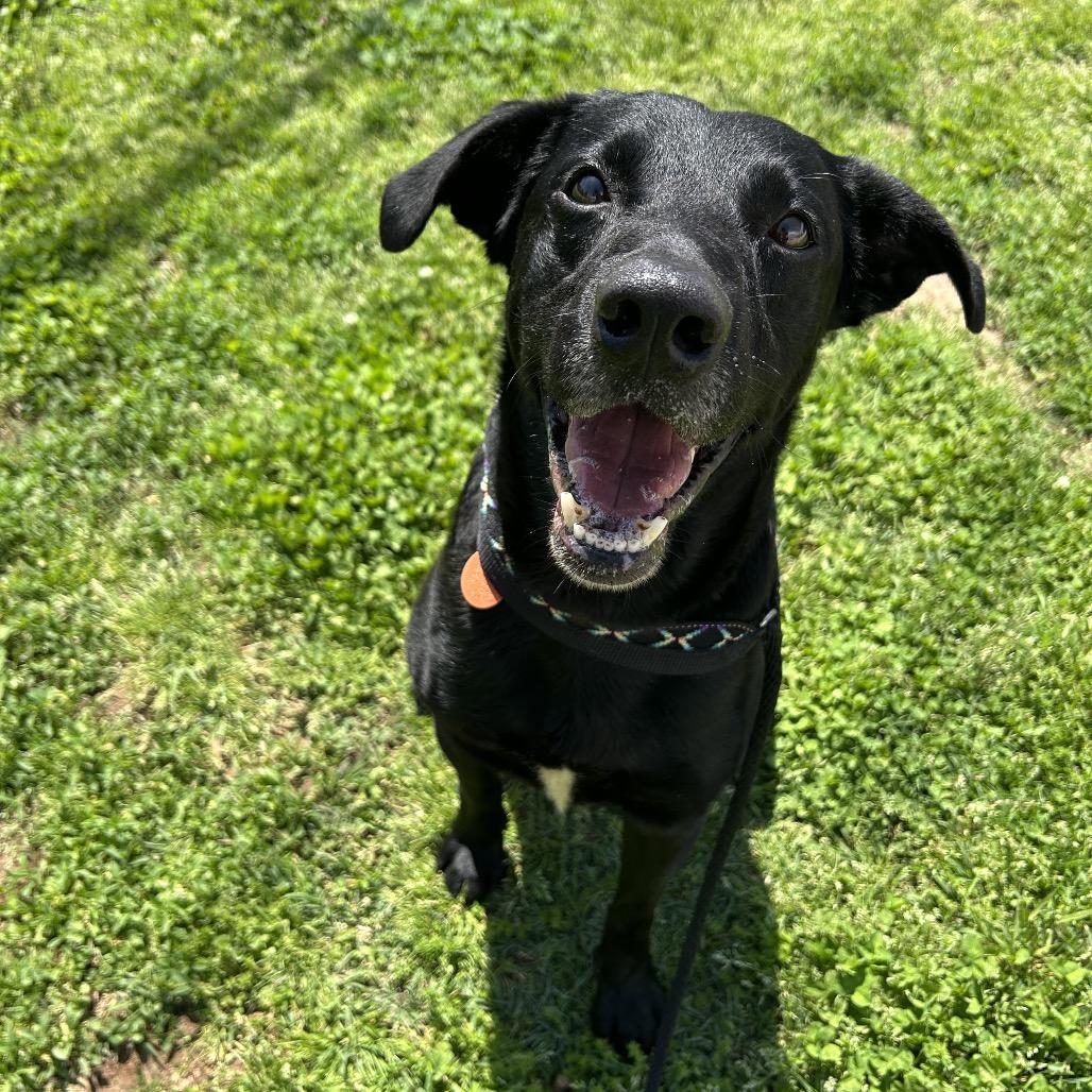 Drew, a Adoptable mixed breed in Springfield, MO image 4/6