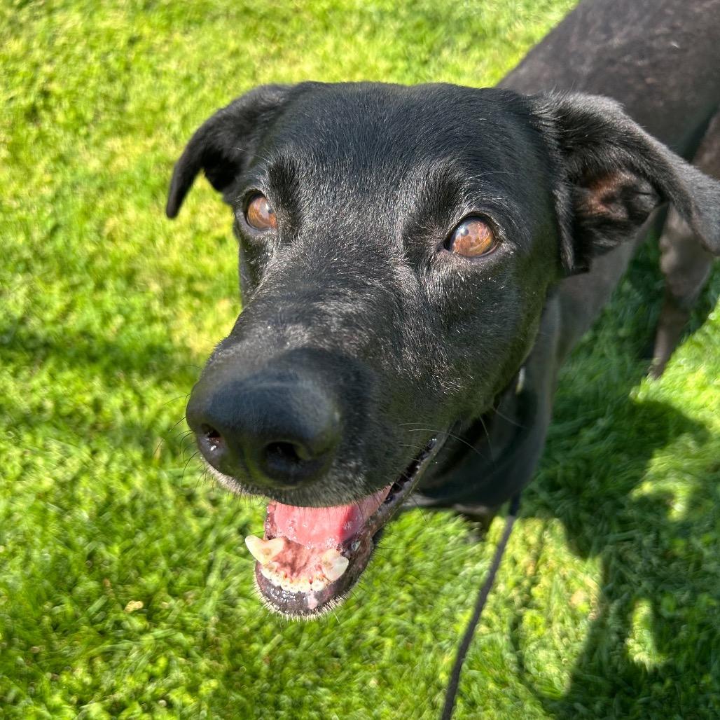 Drew, a Adoptable mixed breed in Springfield, MO image 5/6