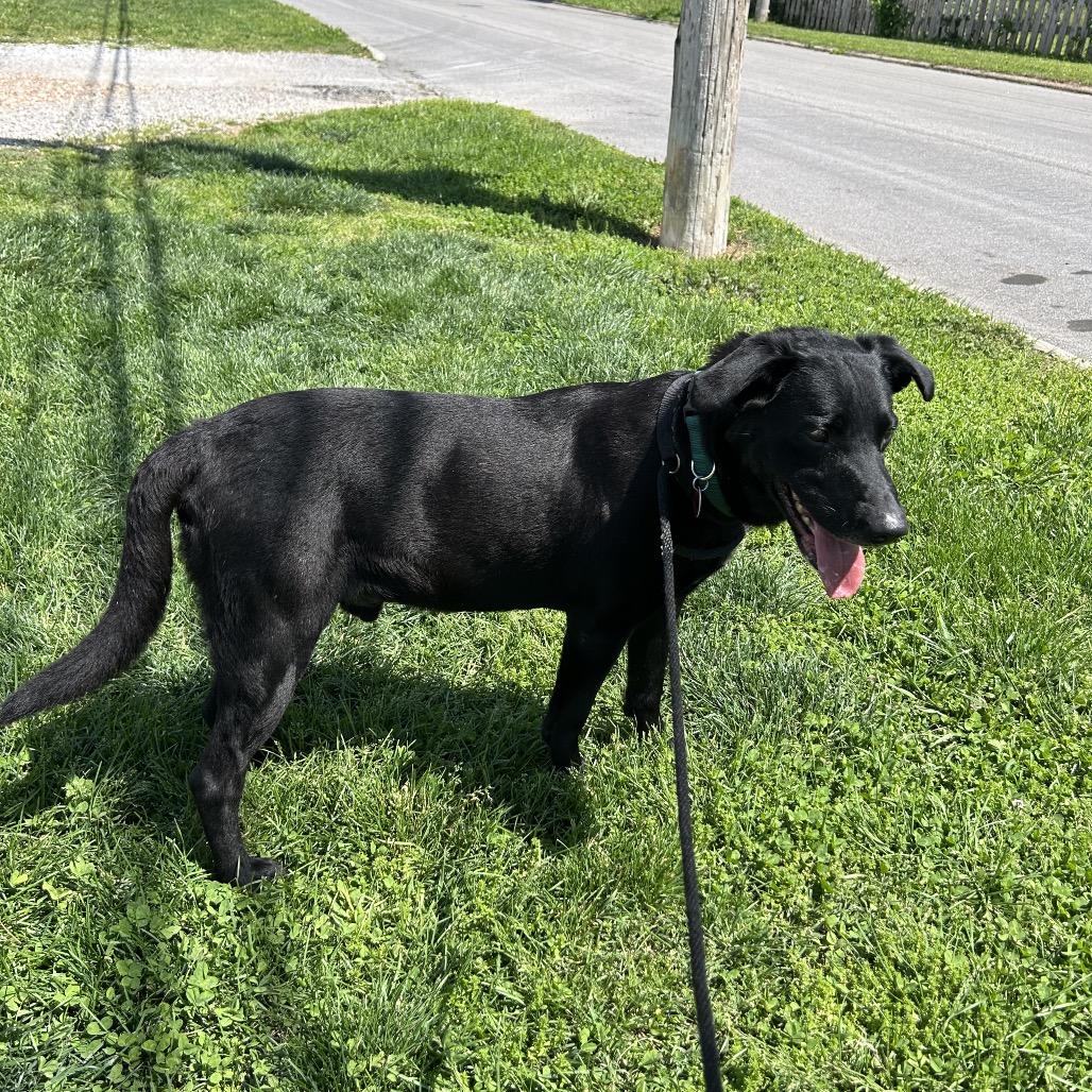 Drew, a Adoptable mixed breed in Springfield, MO image 6/6