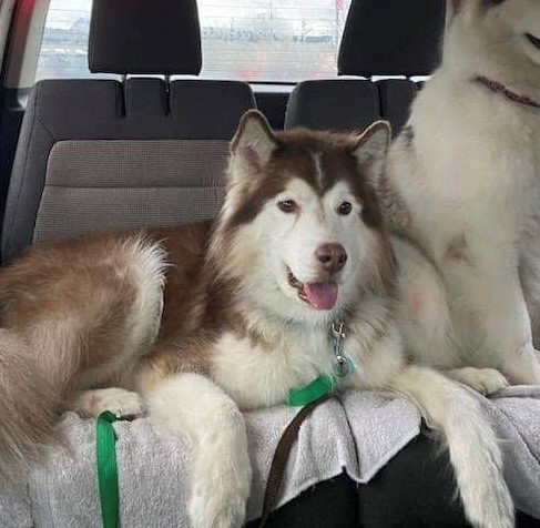 Edward, Adopted, Adult Male Alaskan Malamute.