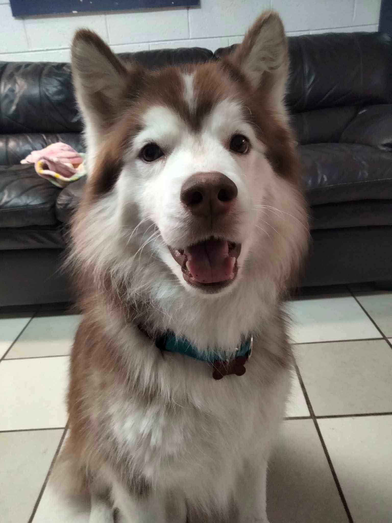 Enlarge Edward, a Adopted Alaskan Malamute in Westland, MI image 2/5