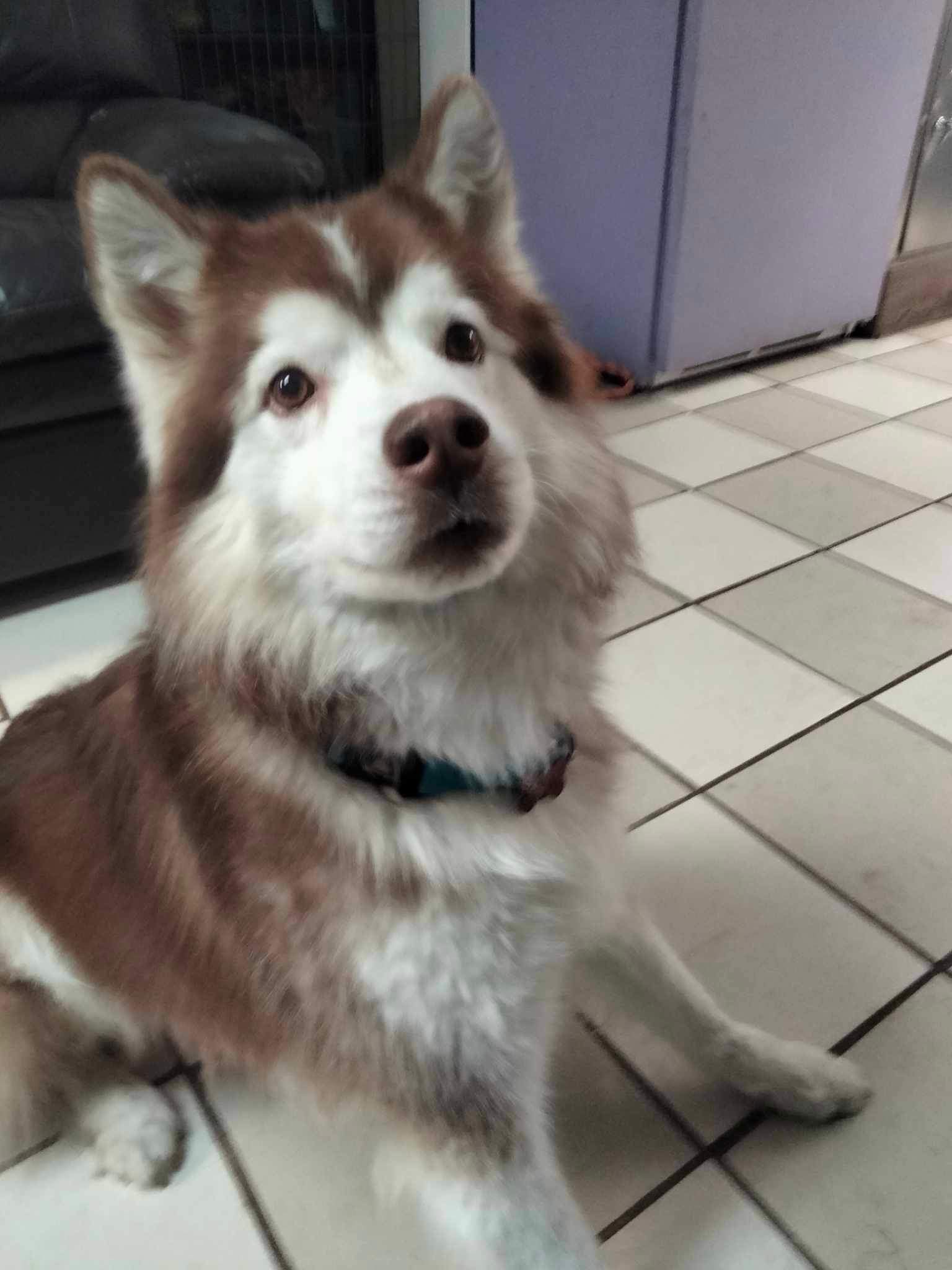 Enlarge Edward, a Adopted Alaskan Malamute in Westland, MI image 3/5