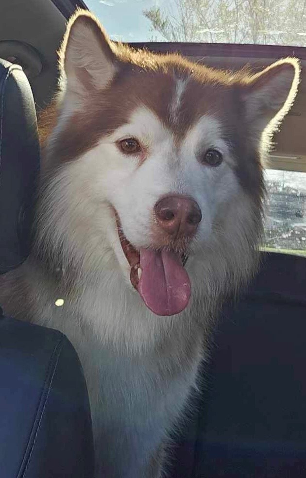 Enlarge Edward, a Adopted Alaskan Malamute in Westland, MI image 5/5