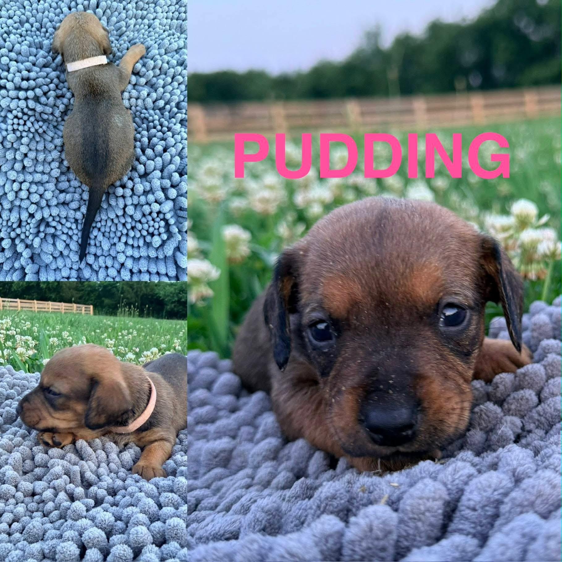 Enlarge Pudding, an adopted mixed breed in Spring hill, TN image 3/5