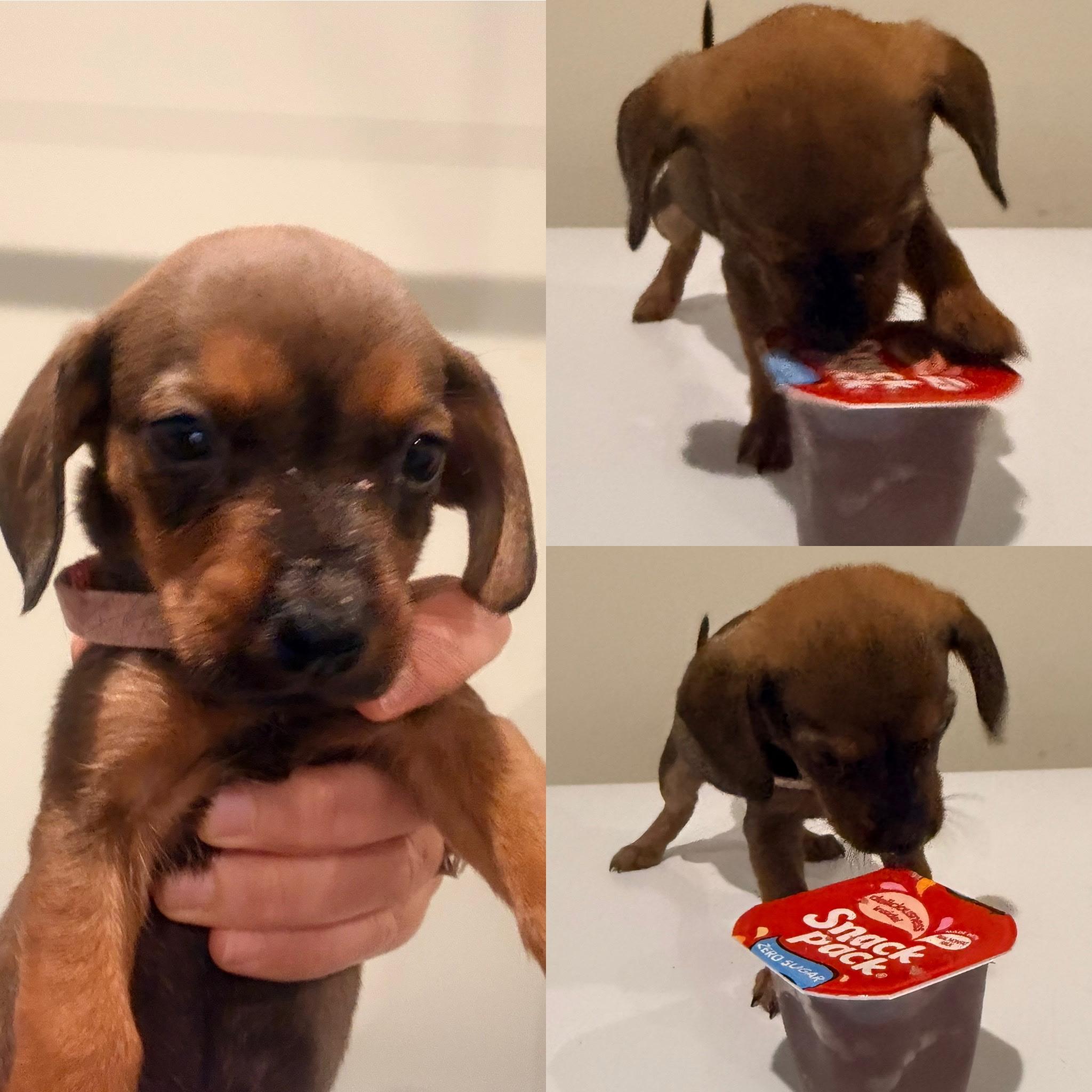 Enlarge Pudding, an adopted mixed breed in Spring hill, TN image 4/5