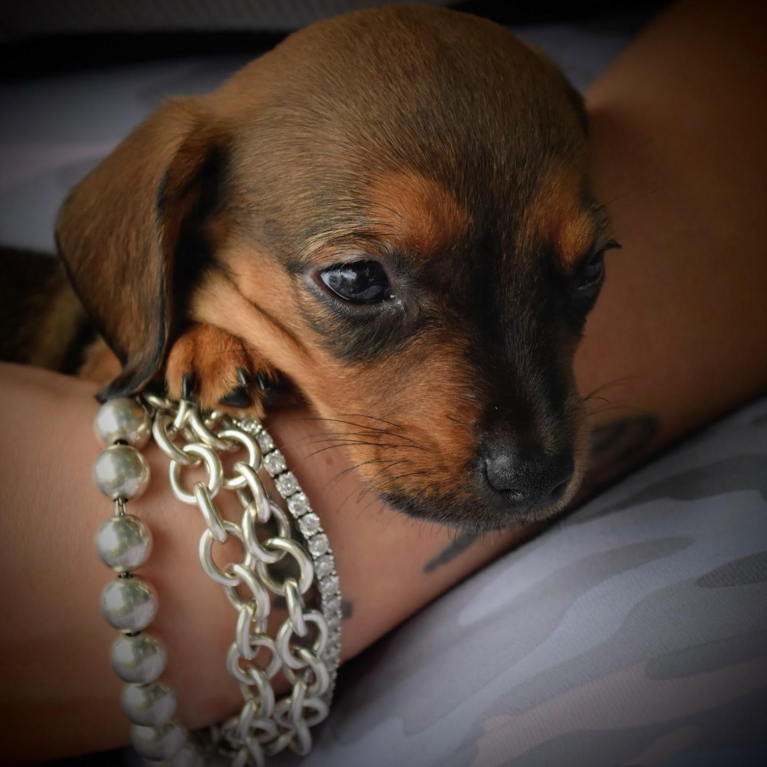 Pudding, adopted, Puppy Female Dachshund.