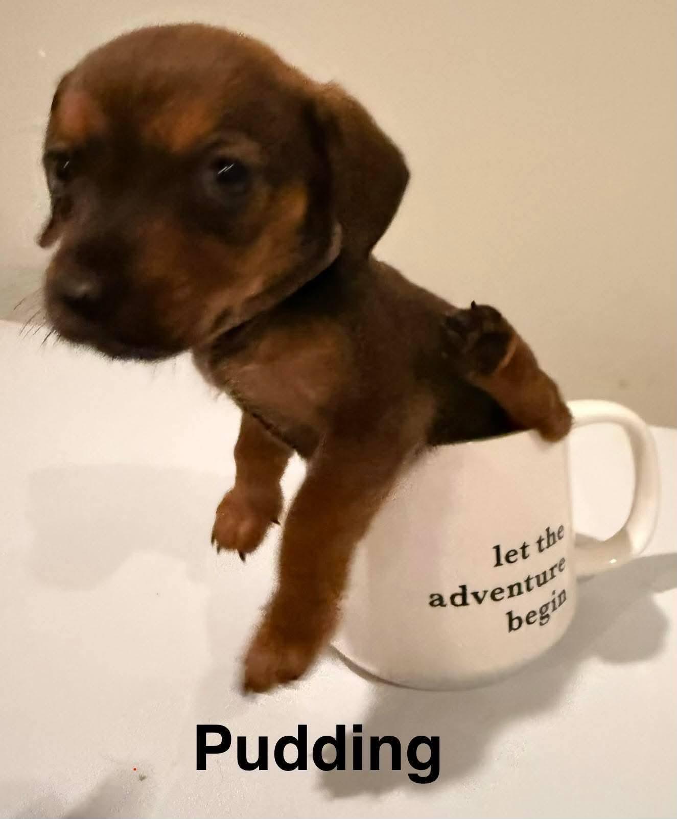 Enlarge Pudding, an adopted mixed breed in Spring hill, TN image 2/5